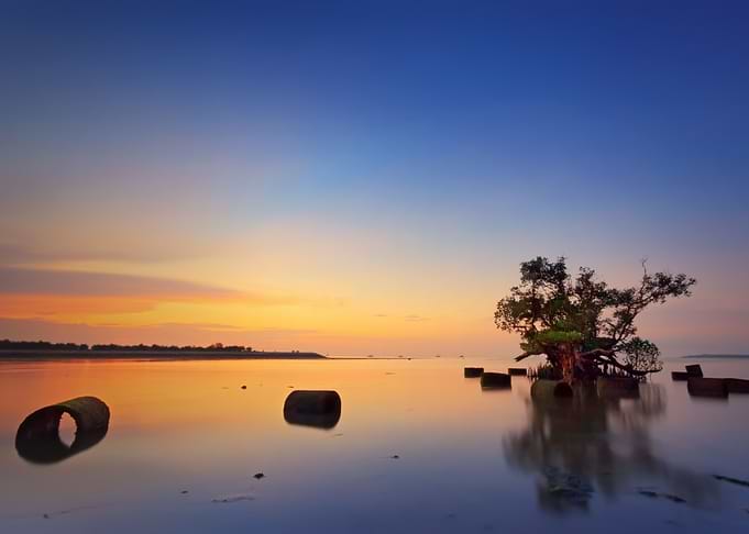 Mangrove before Sunrise
