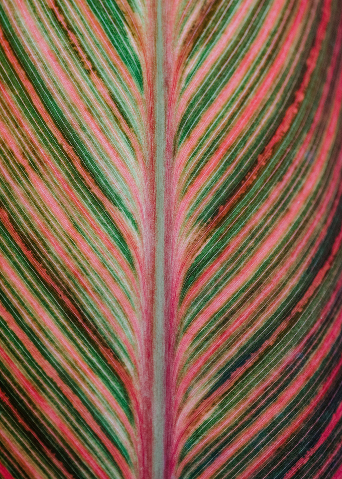 Leaf of many colors