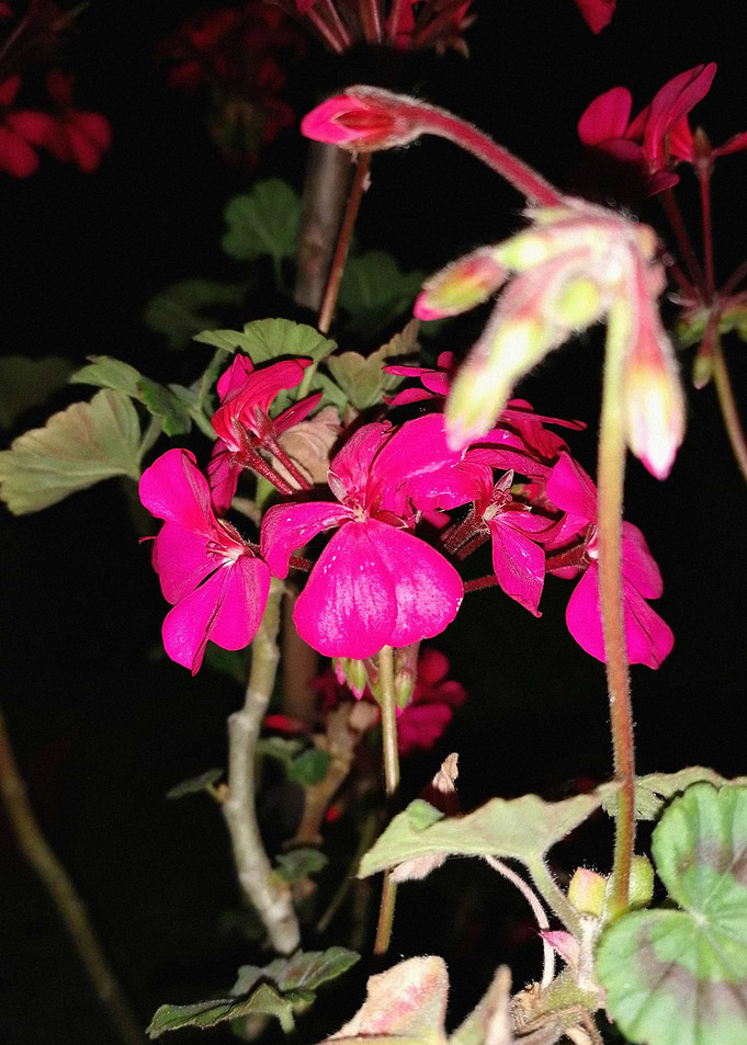 Flower in the night