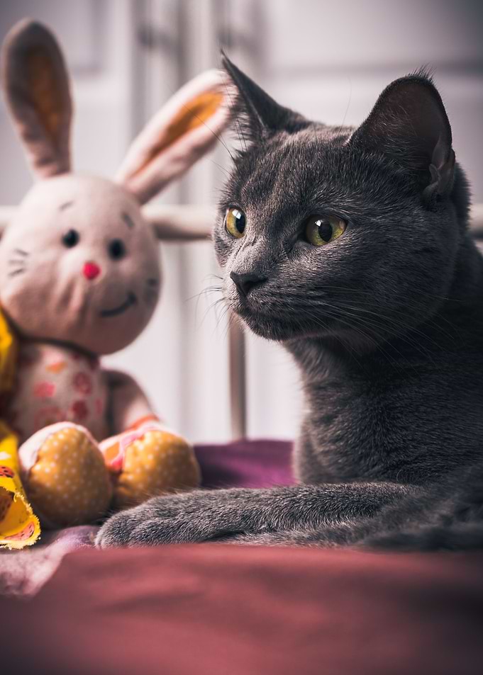 Bored Kitten