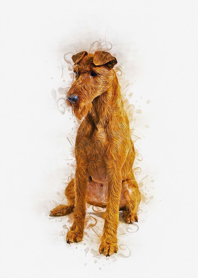 Irish Setter