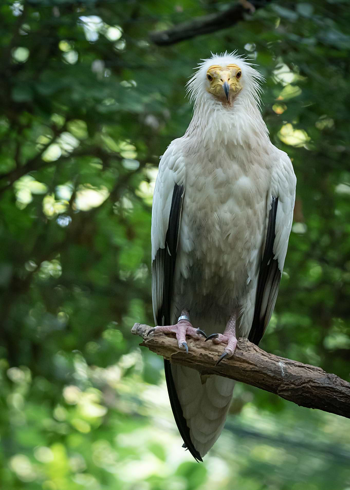 White scavenger vulture