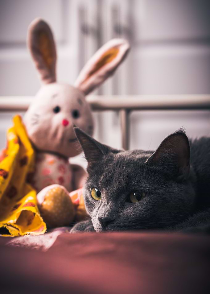 Bored Kitten