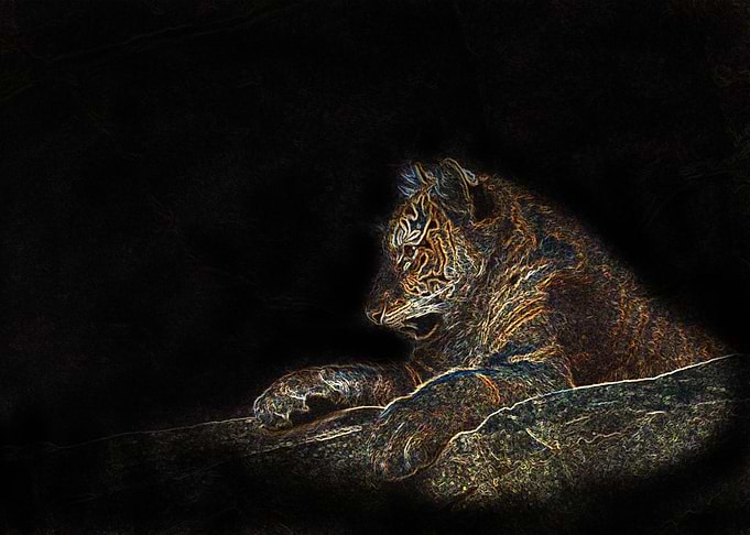 Tiger Cub