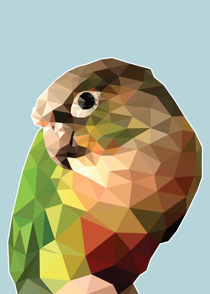 Geometric Conure