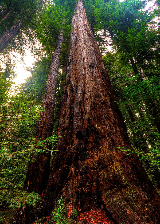 Redwoods Santa Cruz