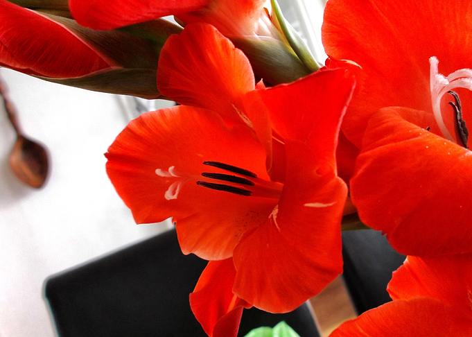 Crimson Bloom