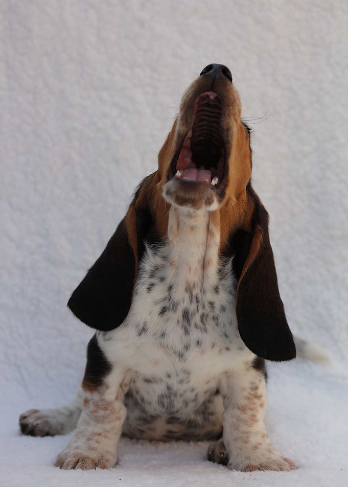 Hush Puppy