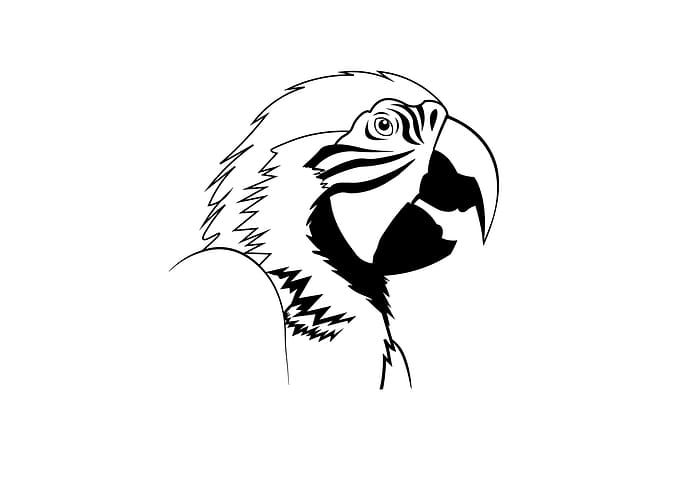 A Parrot