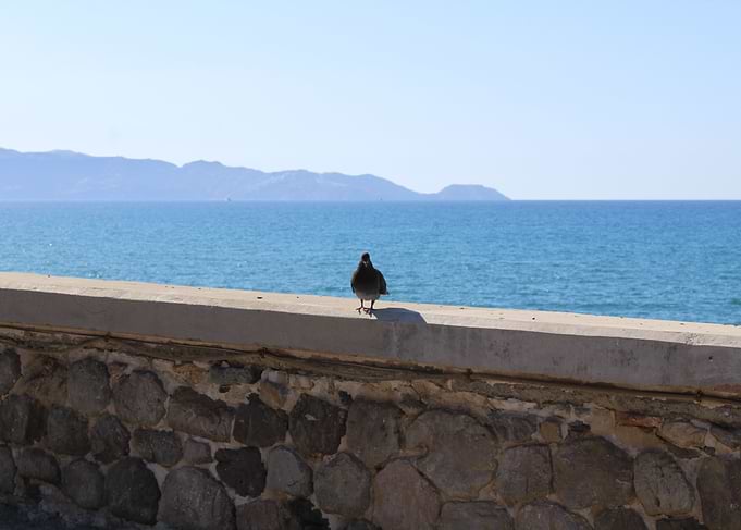 Pigeon