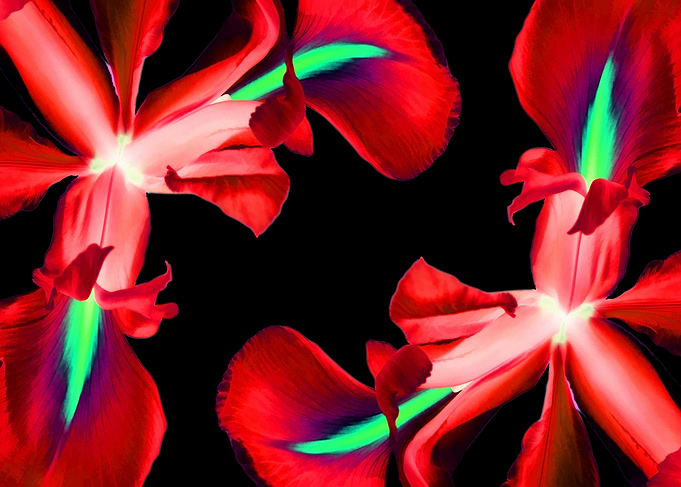 Red Iris Flower On Black