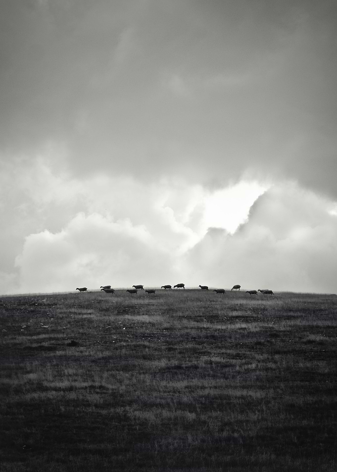 The Sheep Hill
