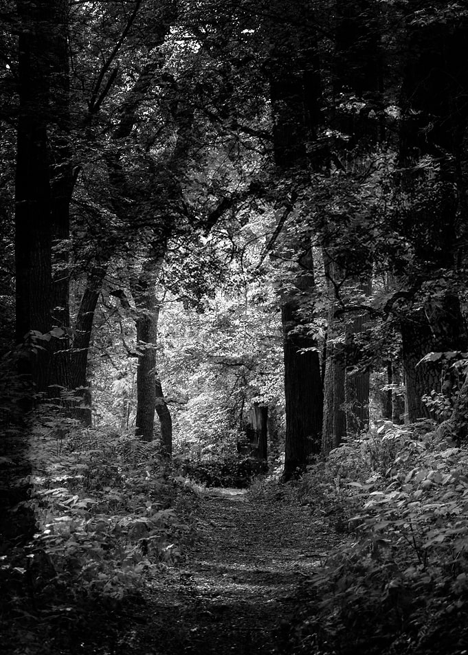 103 Grey forest