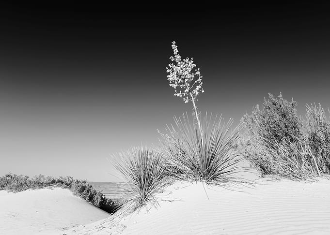 White Sands Impression