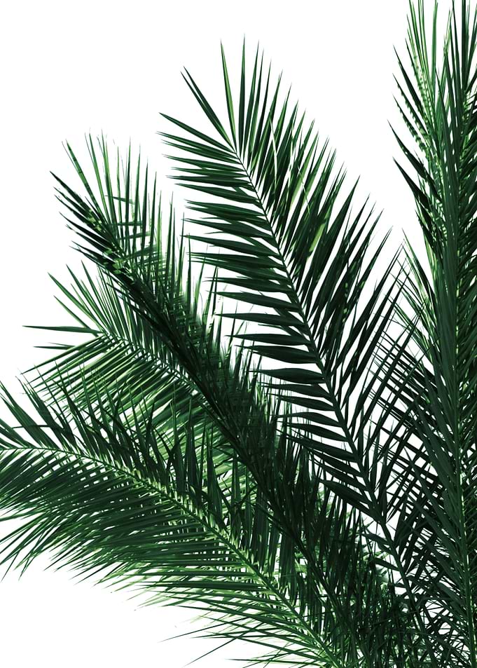 Green Palm Leaves