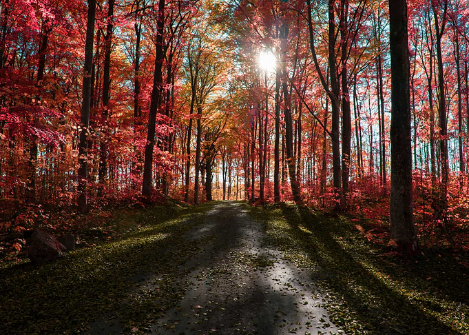 123 Forest walk