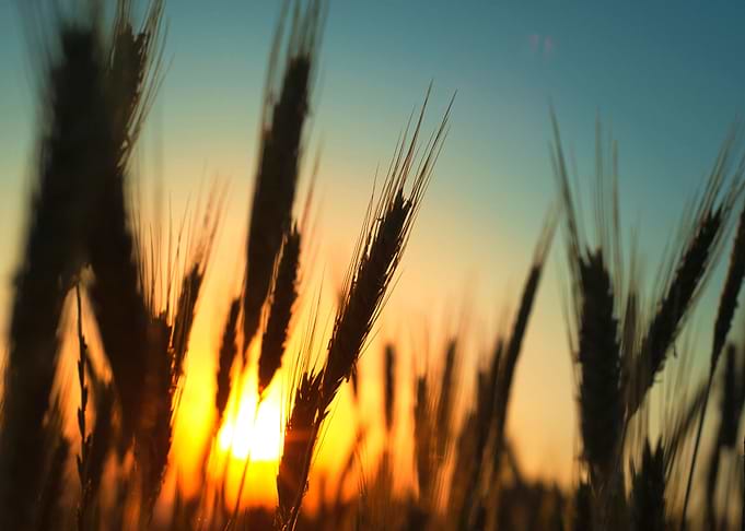 Golden fields