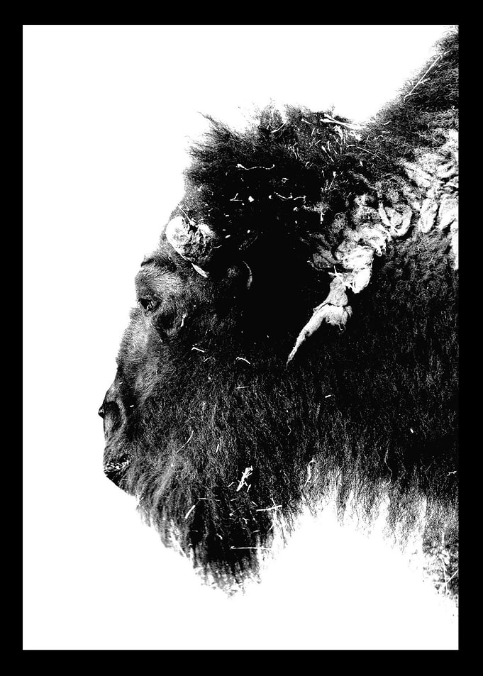 Bison Poster