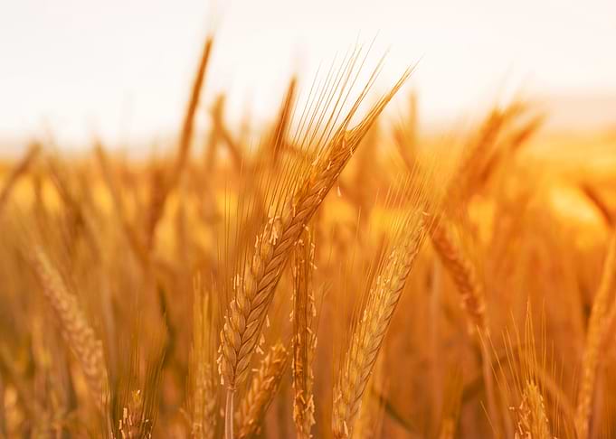 Golden fields