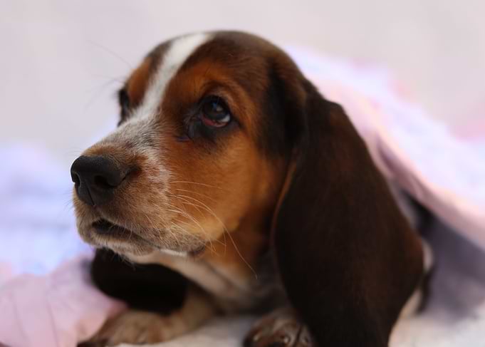 Hush Puppy