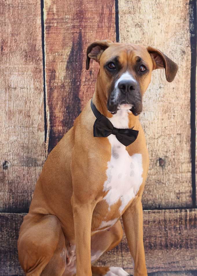 The Boxer
