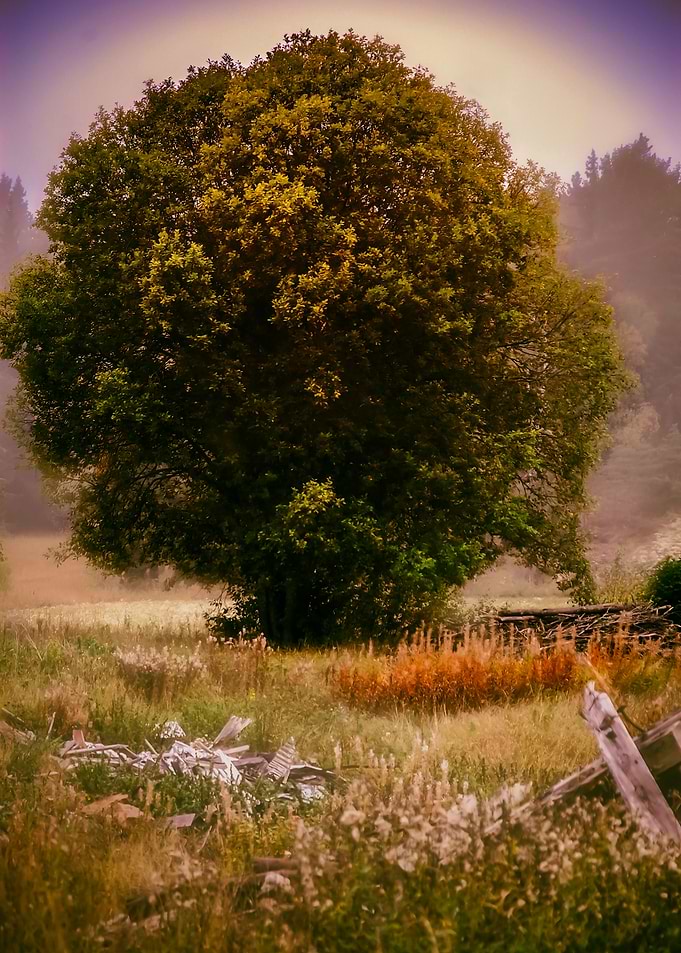15 Magic tree