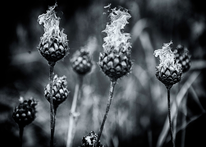 14 Fire flowers