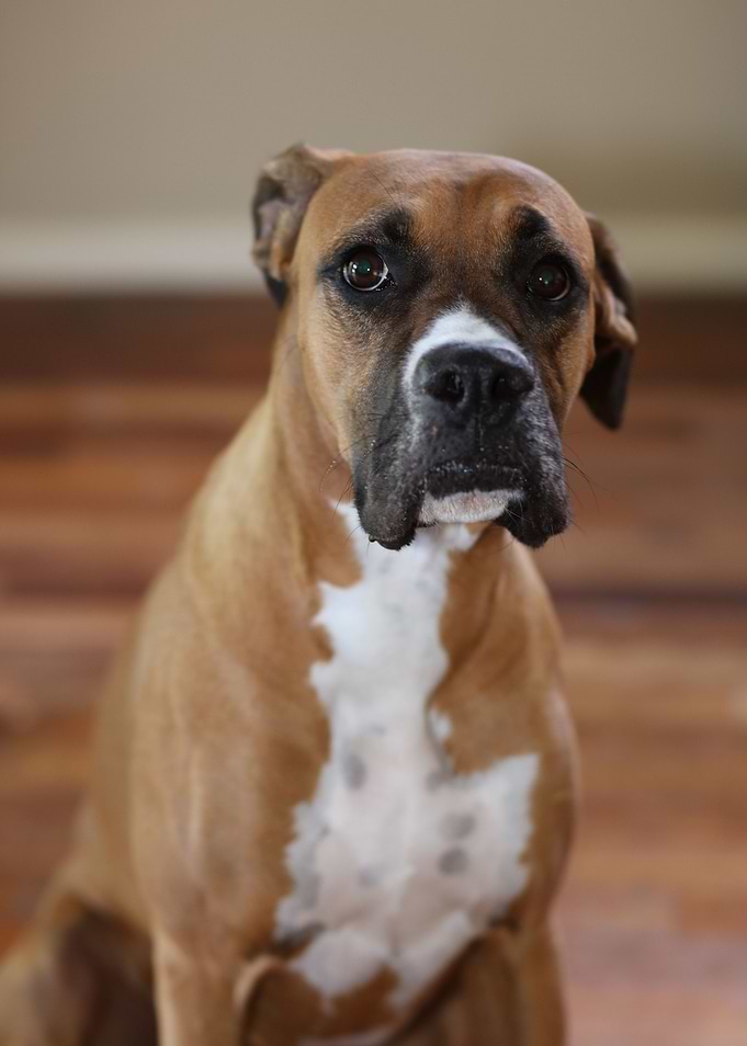 The Boxer