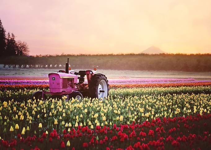 pink tractor in tulips