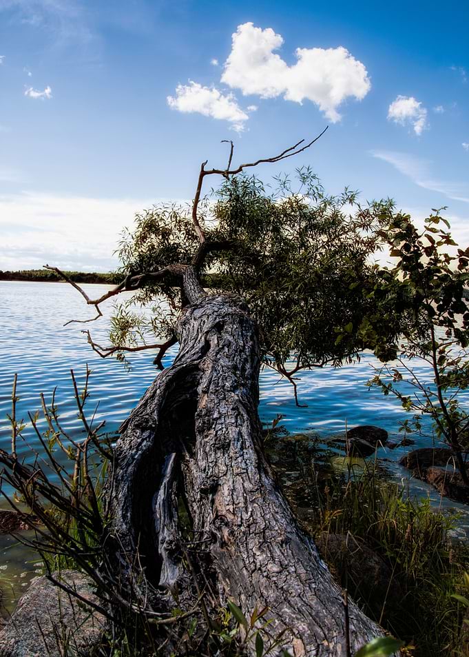 145 Broken tree