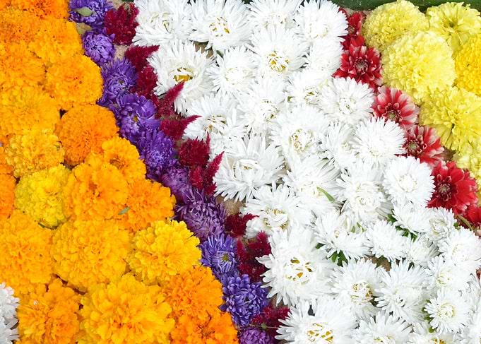 Bed Of Flowers