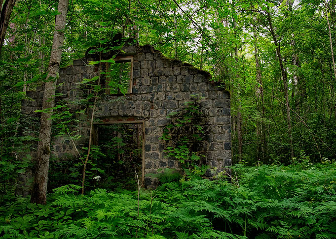 89 Forest house