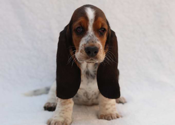 Hush Puppy