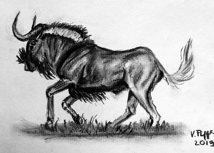Black Wildebeest