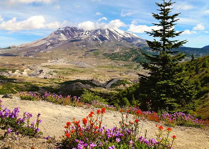 Mt St Helens wildflowers