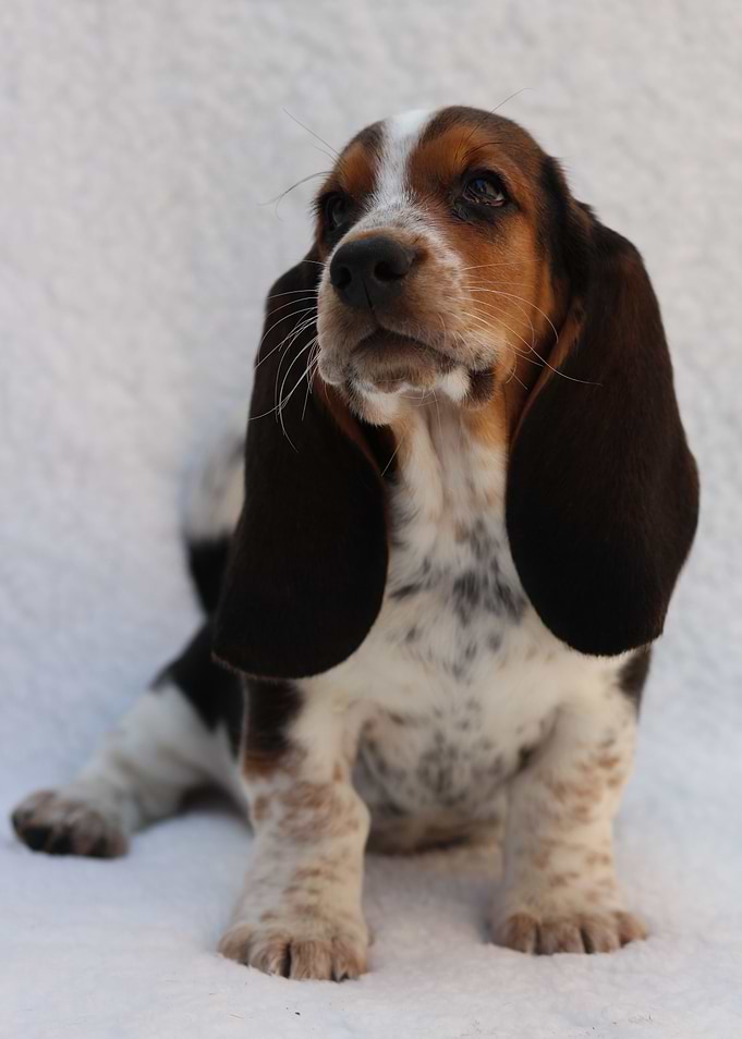 Hush Puppy