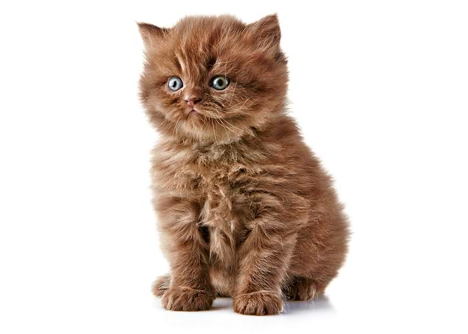 Cute Kitten