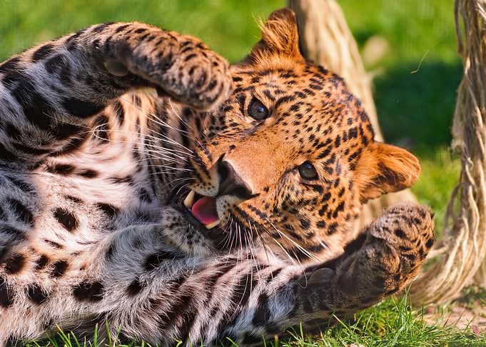 Leopard