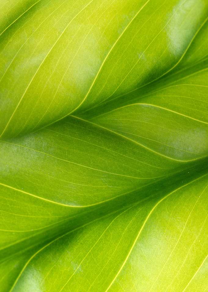 green leaf