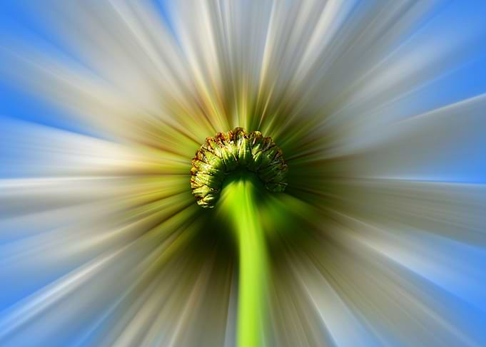 A daisy in the sky