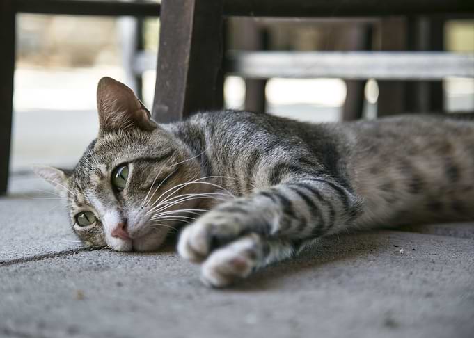 Sleepy Cat