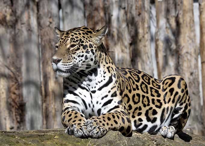 Jaguar