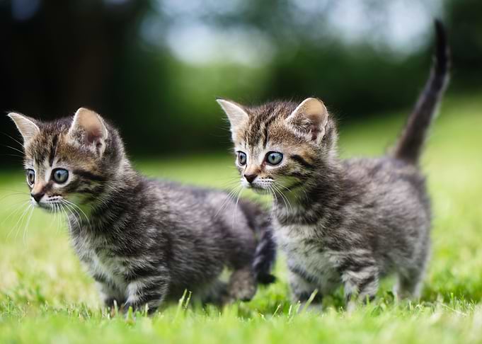 Cute Kittens