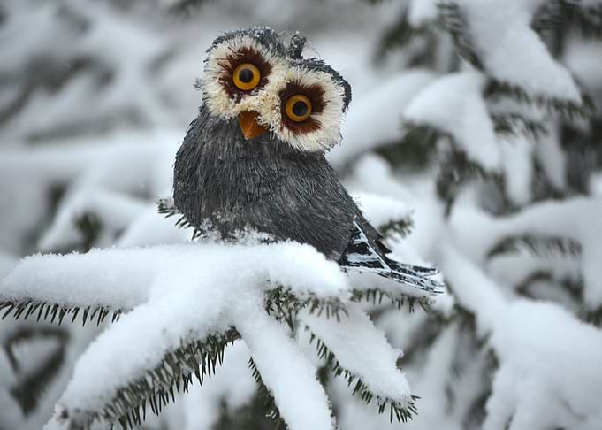Wood Owl