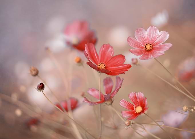 Colorful flowers