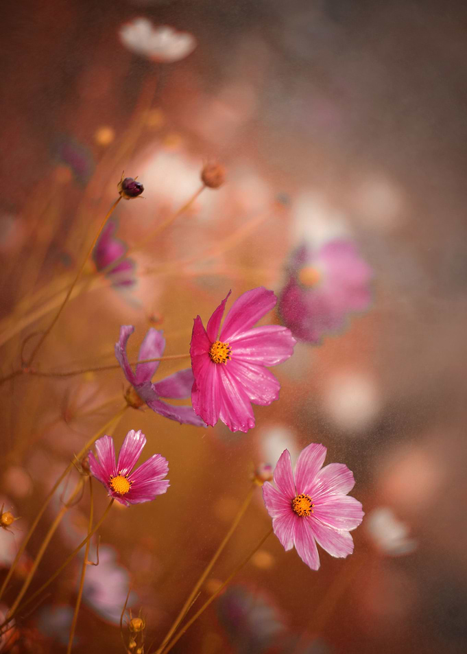 Colorful flowers