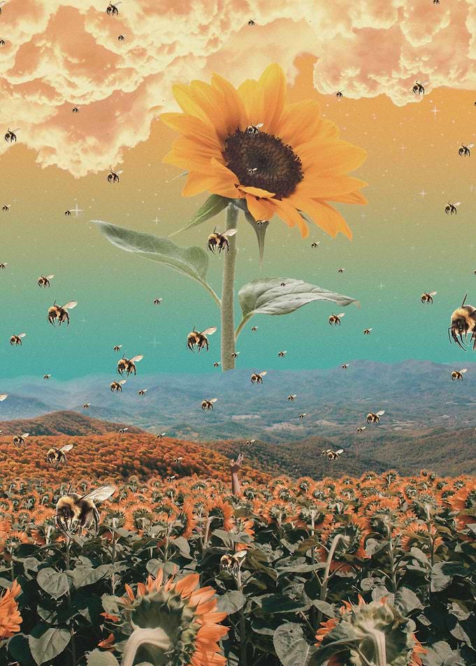 sunflowerzzz