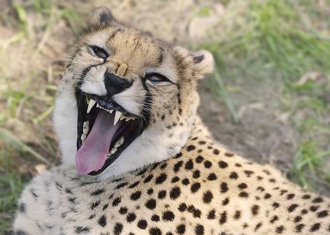Cheetah Snout
