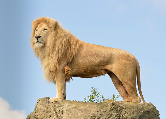 Lion King