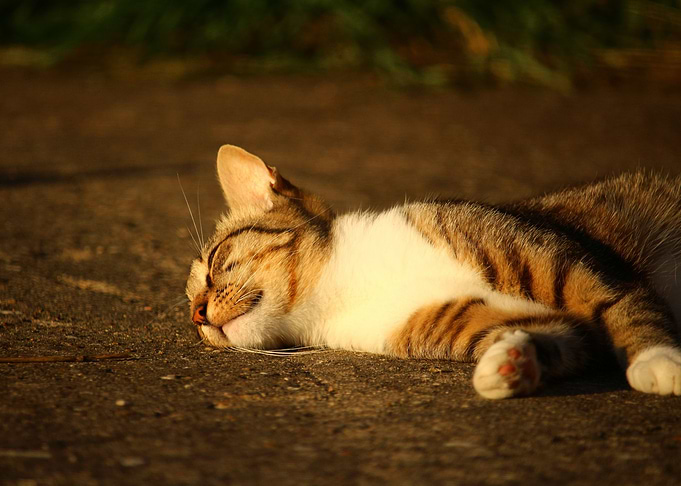 Sleepy Cat